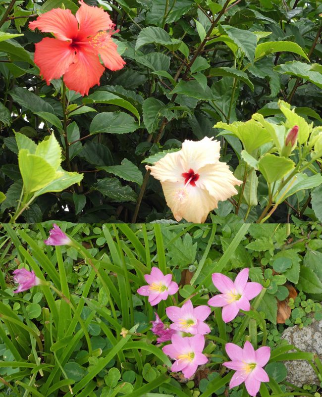 Lomaloma, Insel Vanua Balavu, Fidschi