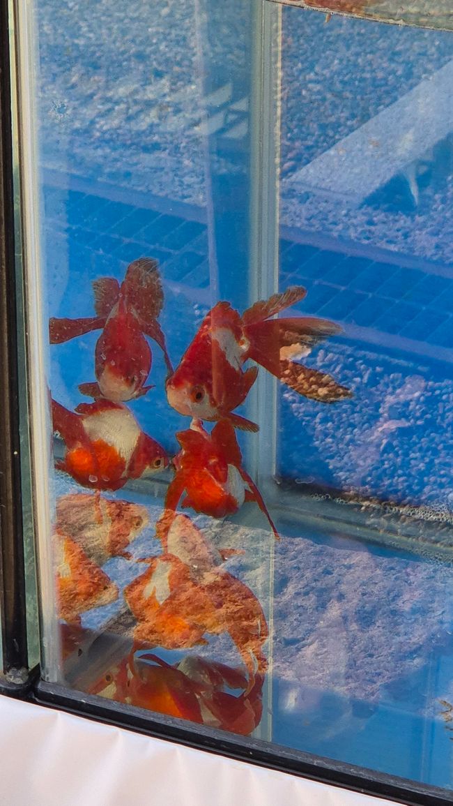 Heute in der Goldfischstadt Yamatokoriyama.