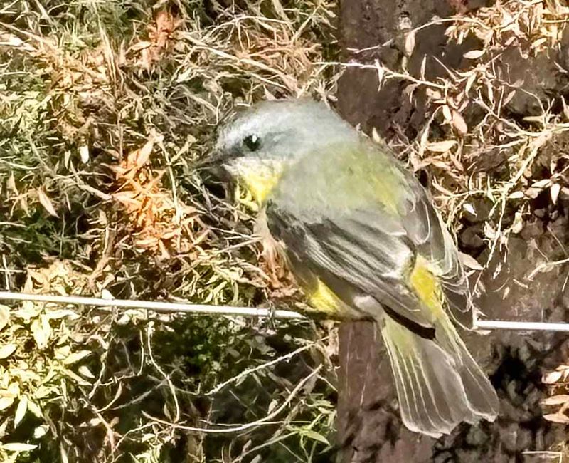 Halls Gap - Grampians-Nationalpark