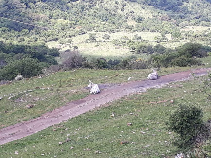 Die weißen Rinder azf den kargen, felsigen Hängen
