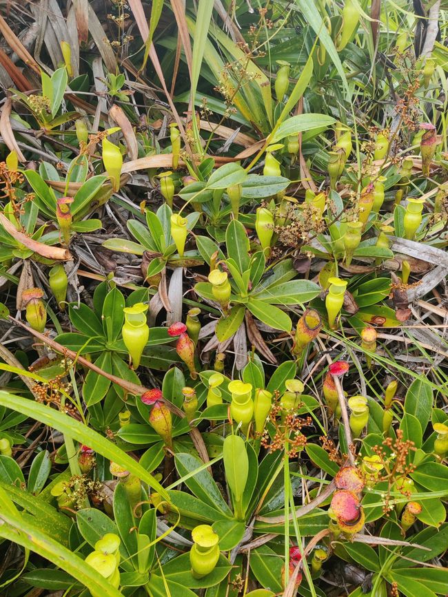 Seychellen - Tag 4: Weiterfahrt vom Süden in den Norden der Insel Mahe