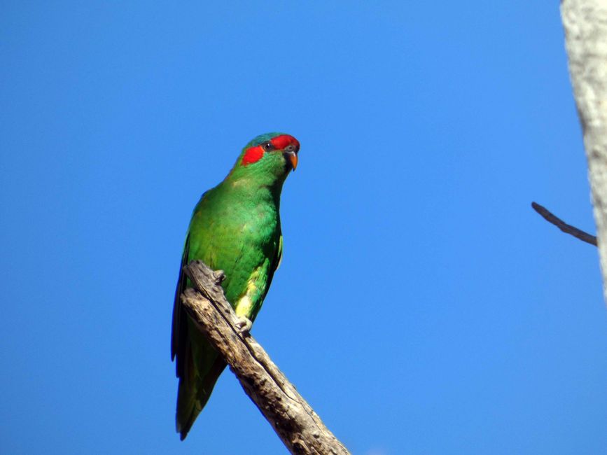 Tanunda, Barossa Valley