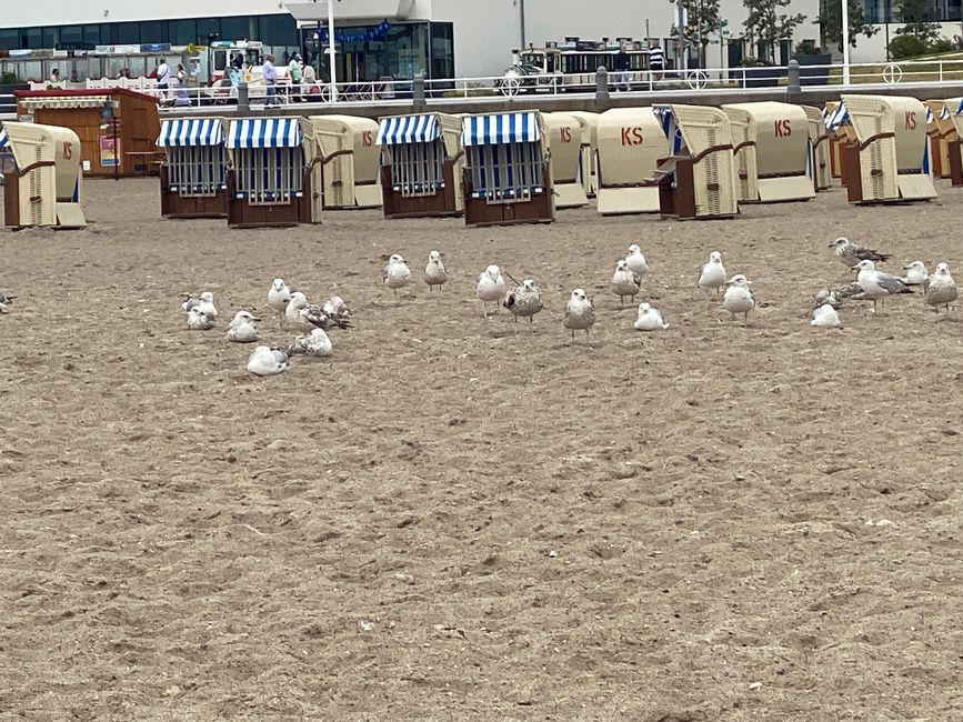 Möwenkinder am Strand