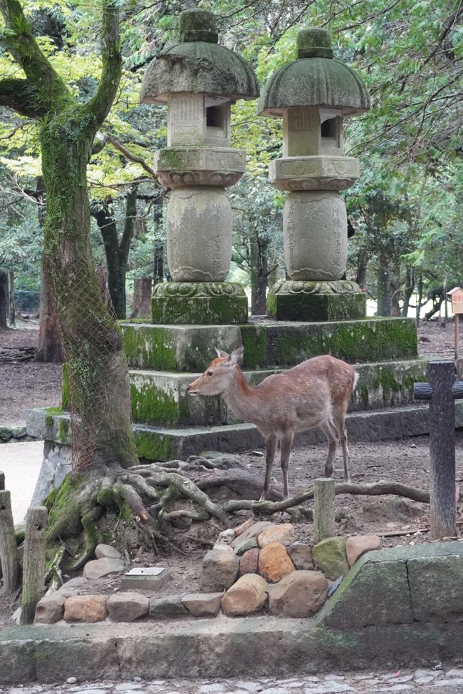 Über Nara nach Kyoto