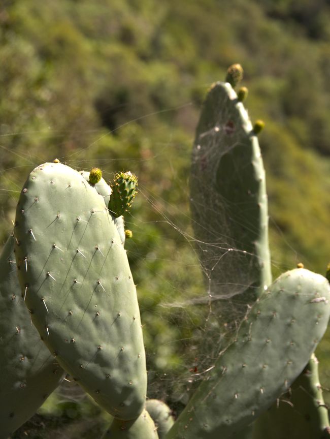 Los Tilos de Moya