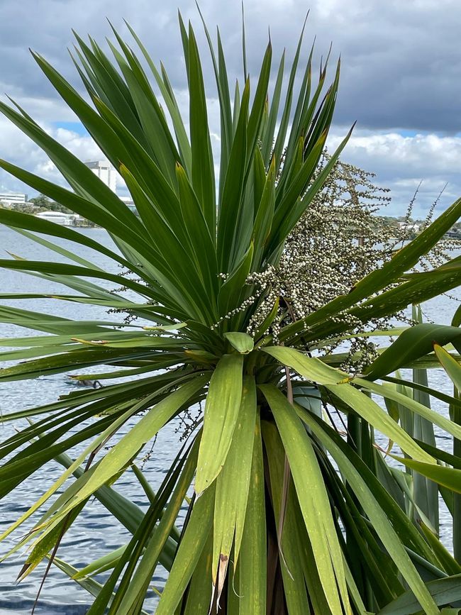 58. Etiqueta 3.3.25 Noticias de Auckland Nueva Zelanda