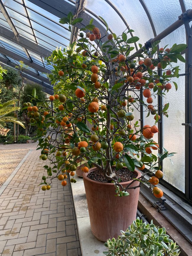 Ein Besuch in den Glashäuseren lohnt sich auf jeden Fall!