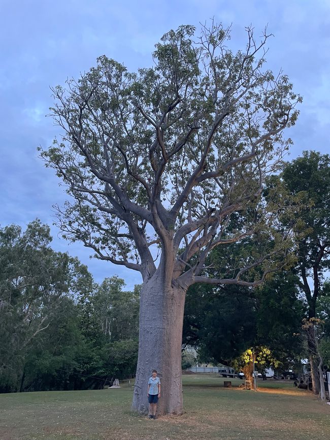 First notable Boab at the campground 
