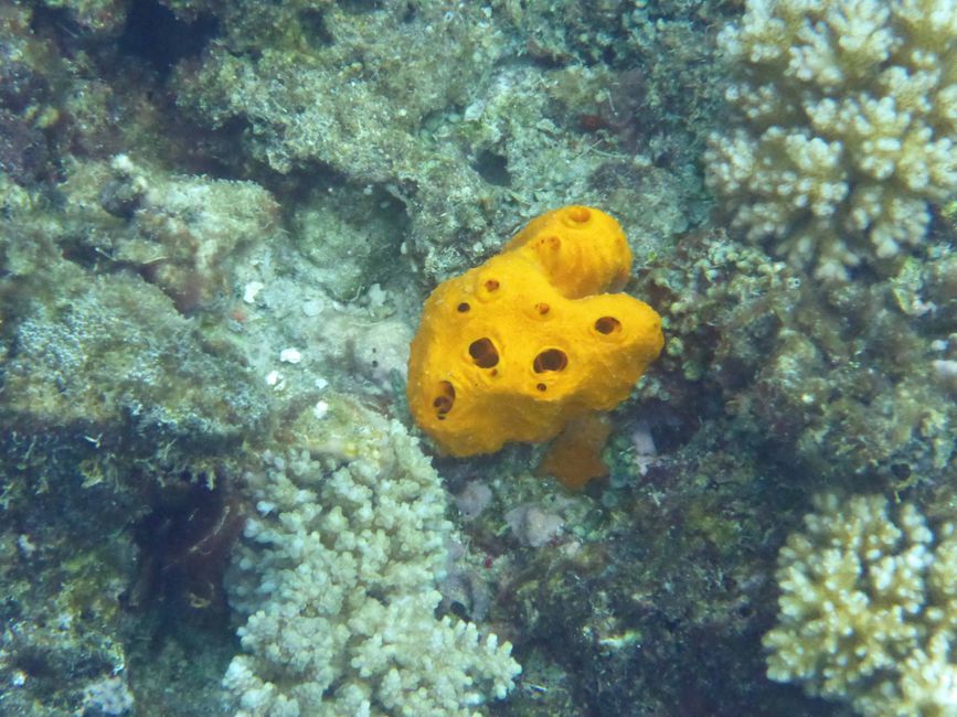 Lomaloma, Insel Vanua Balavu, Fidschi