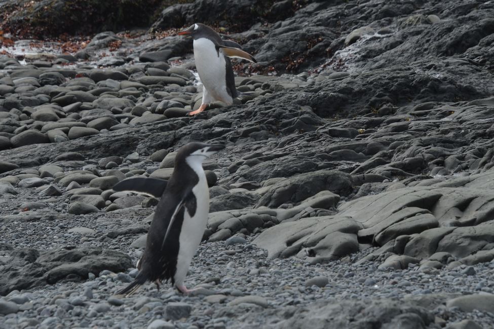 Zügel- und Eselspinguin / Chinstrap and Gentoo penguin
