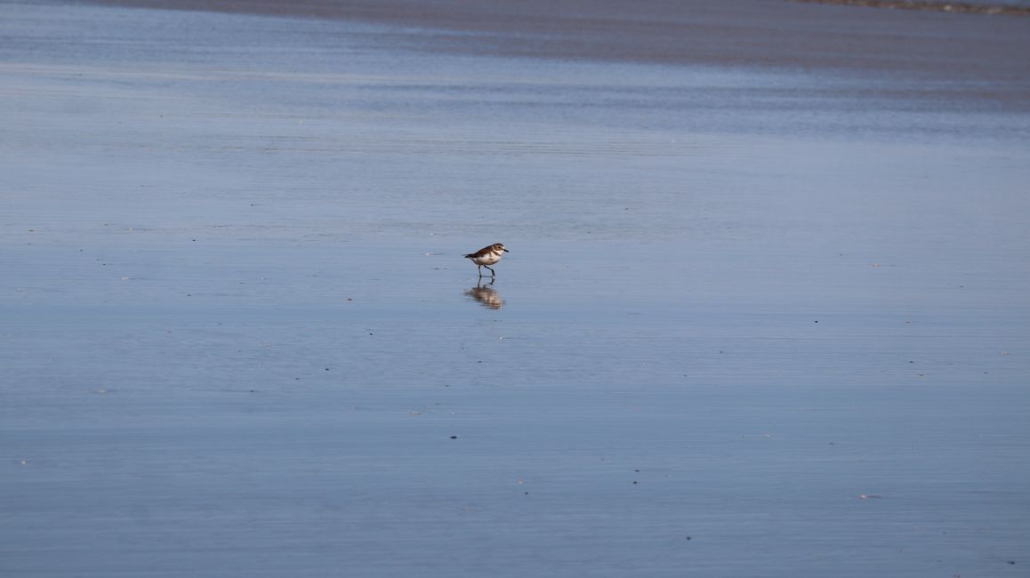 Banded Dotterel