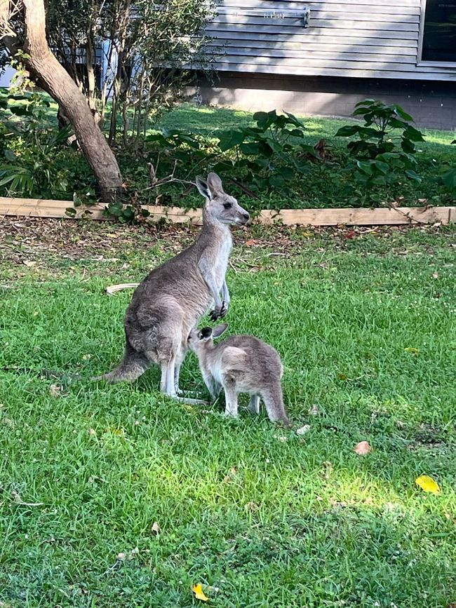 Brisbane 11.10.24-07.11.24