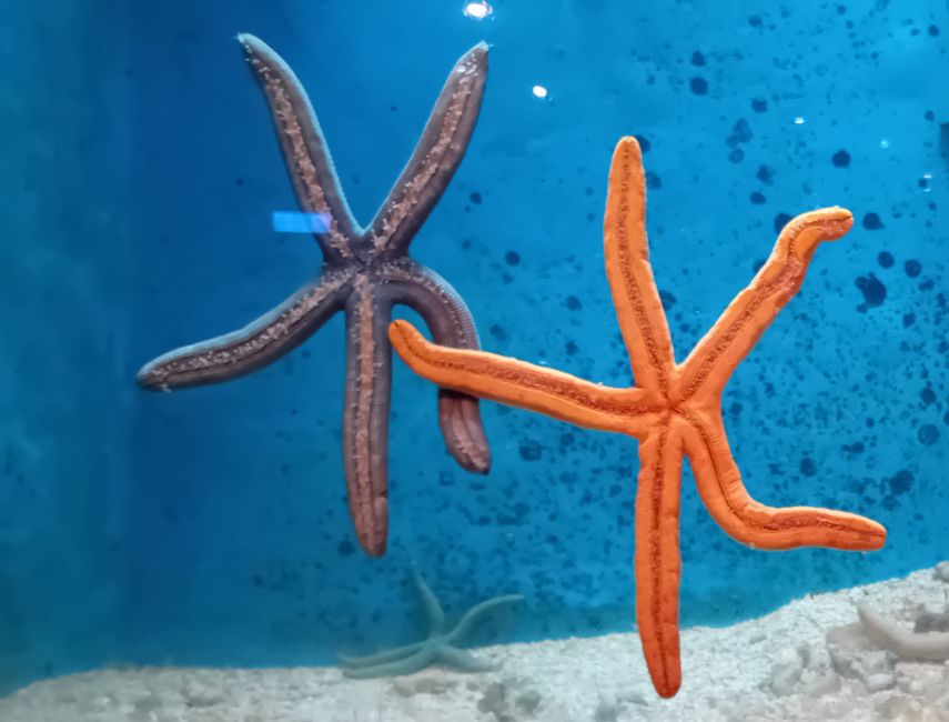 Checheng / Museo Nazionale di Biologia Marina & Museo