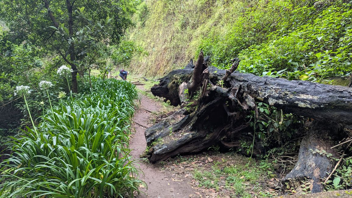 Tag 13: Levada da Ribeira da Janela & Nordwestküste