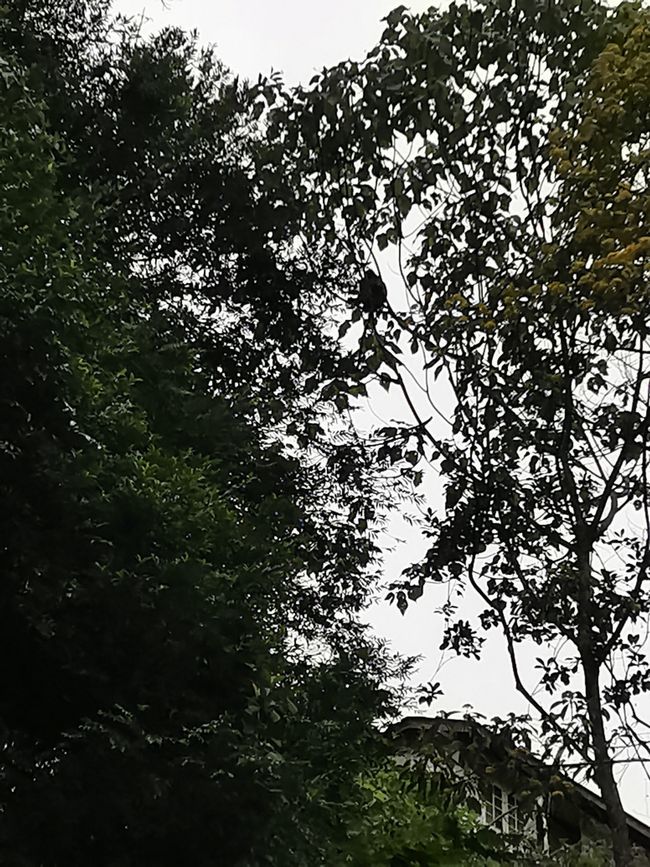 ... 这里仔细一看,应该能够看到猴子 ...