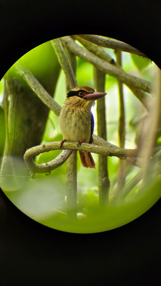 Parque Nacional Tangkoko