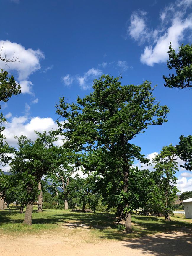 Eichenbäume überall