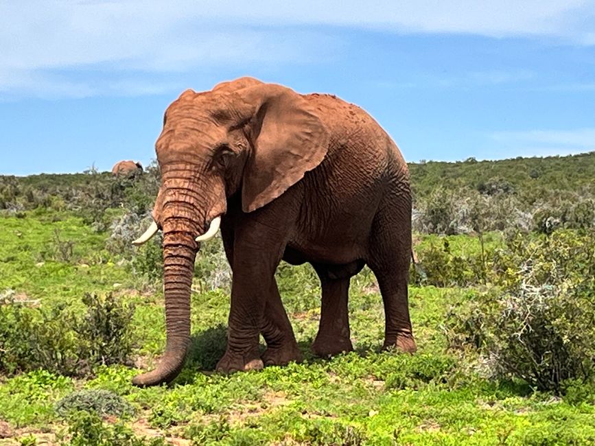 Addo Elephant Park