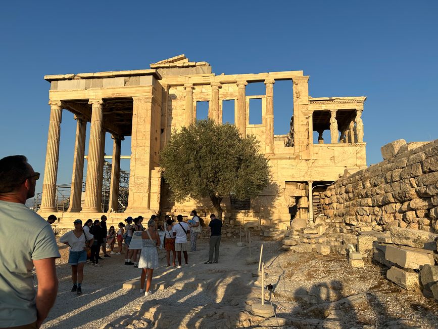 Olivenbaum am Erechtheion