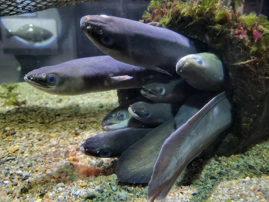 Aquarium Thyborøn 
