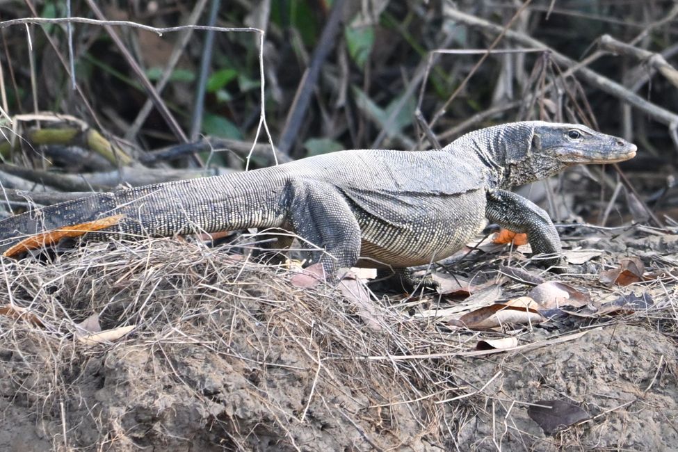 Monitor Lizard