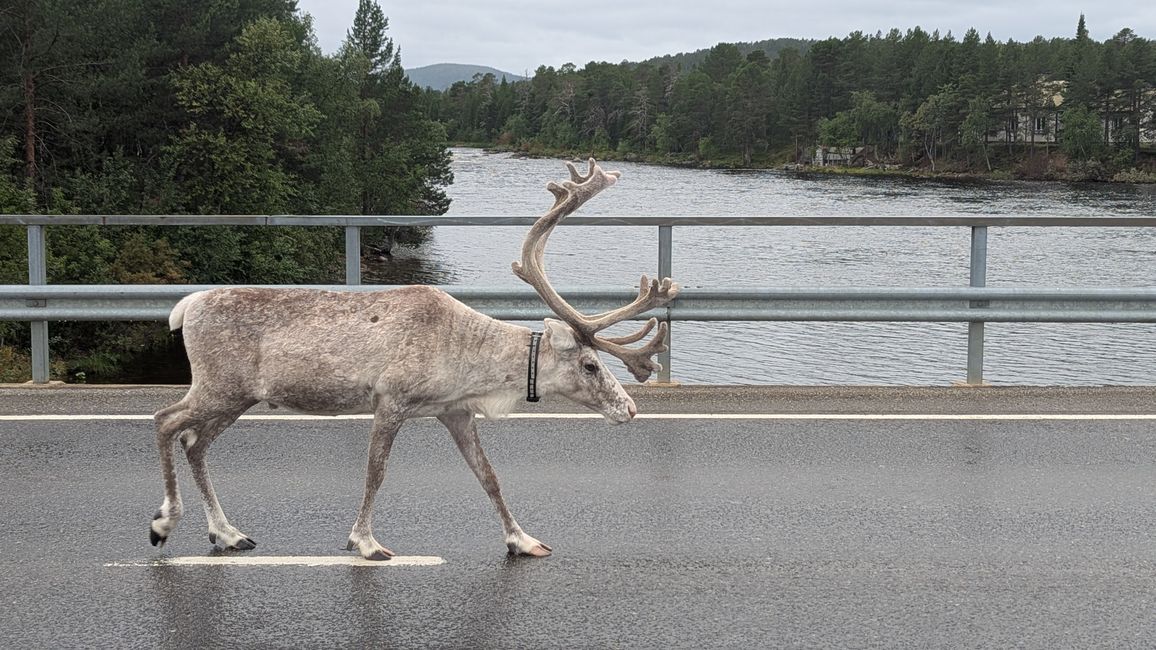 Farewell to Finland – Between Rain, Sauna, and Sámi Culture