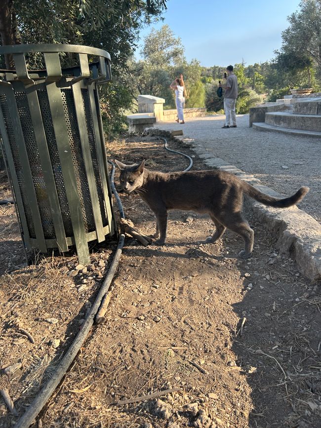 Katzen der Agora