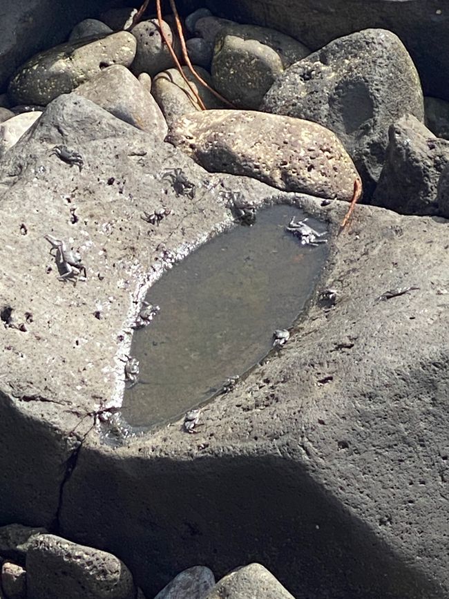 Jede Menge schwarzer Krebse auf einem warmen Stein