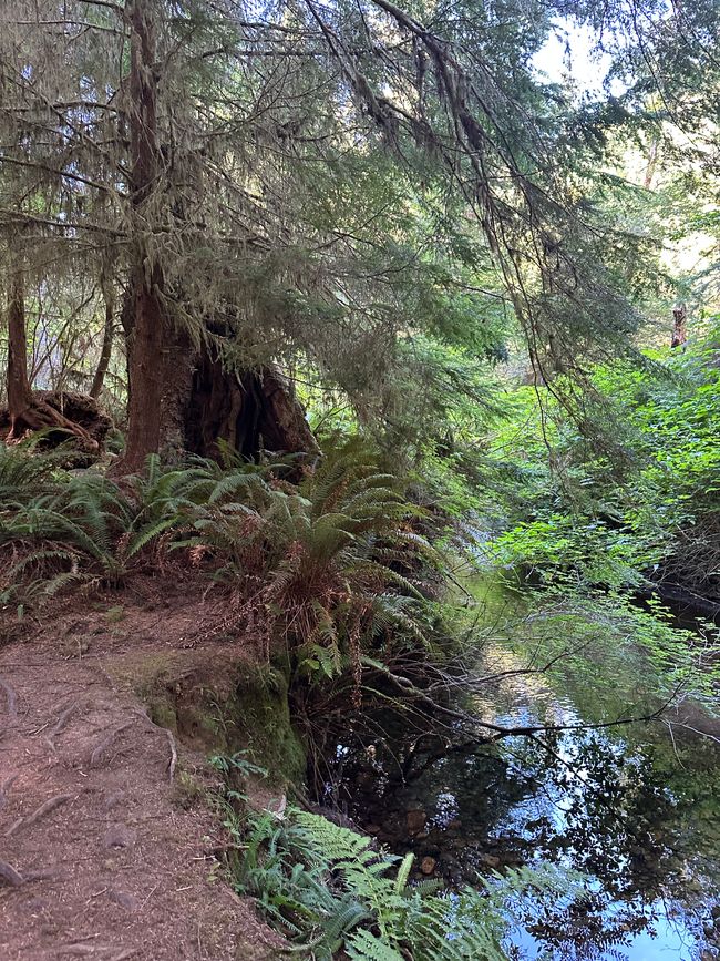 North Californian redwoods