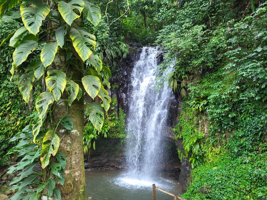 Bamboo Fall