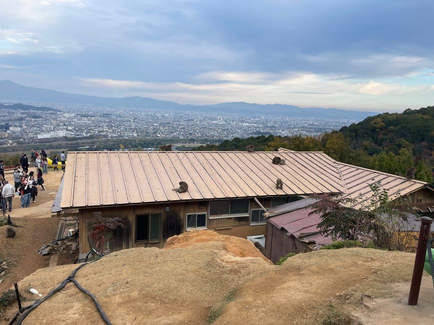 23.Kapitel: Arashiyama oder ein Tag von vorne bis hinten gelungen