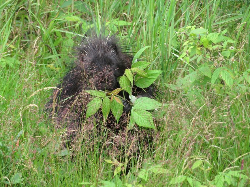 Startled porcupine