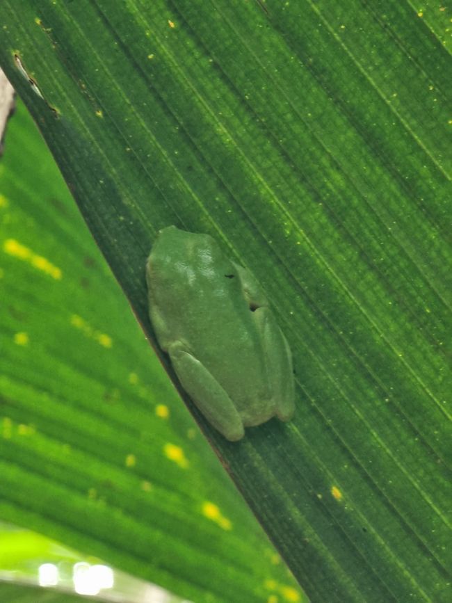 Seychellen - Tag 8: Praslin Nationalpark Vallée de Mai
