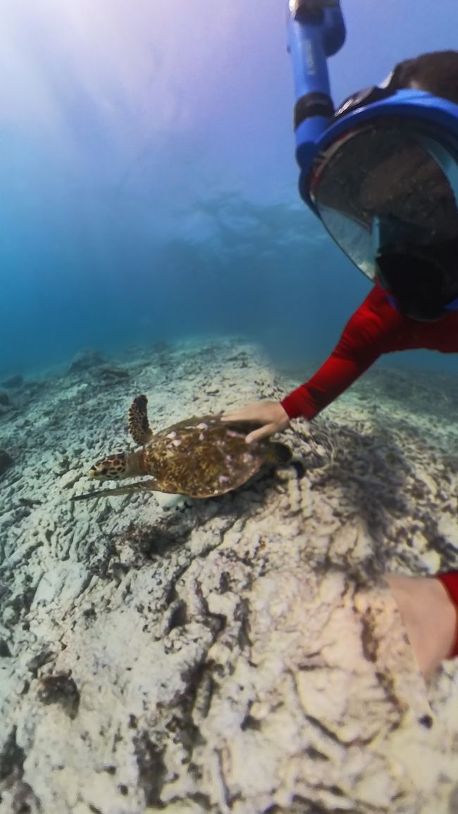 Seychelles - Giorno 13: Isola delle Tartarughe, ultimo snorkeling e viaggio di ritorno