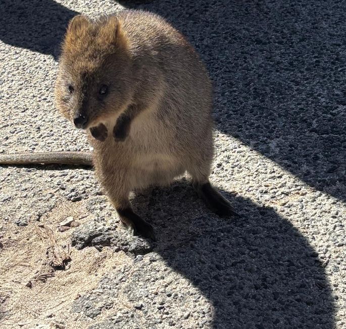 Rottnest Island