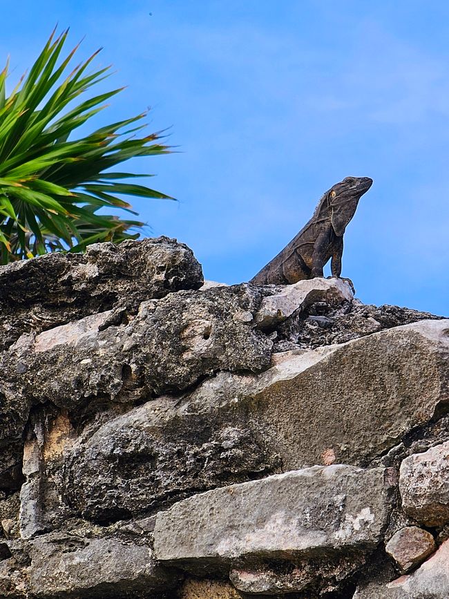 Tulum, Coba and Cenote