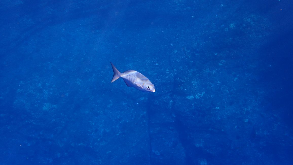 Fische glitzern im Sonnenuntergang 