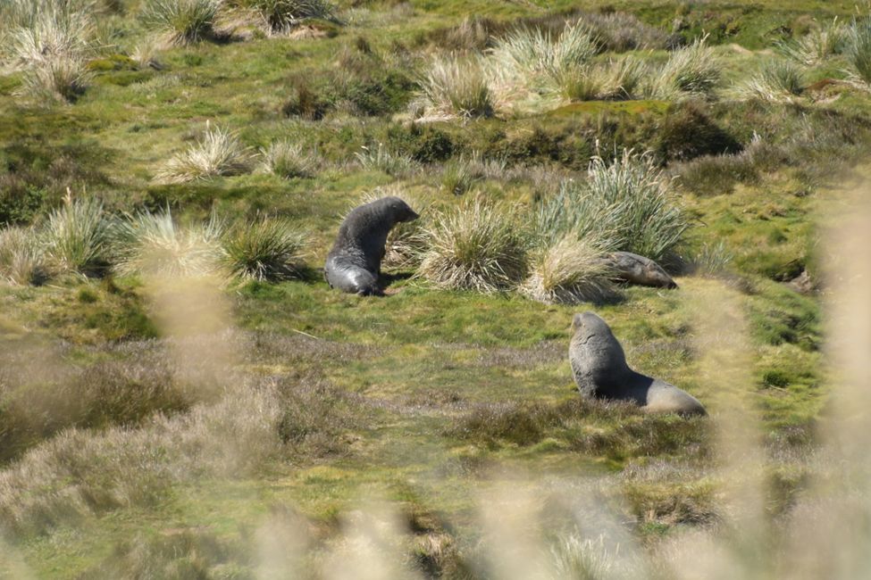 Seebären / Fur seals