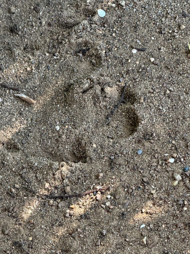 Aquí un puma ha marcado su territorio