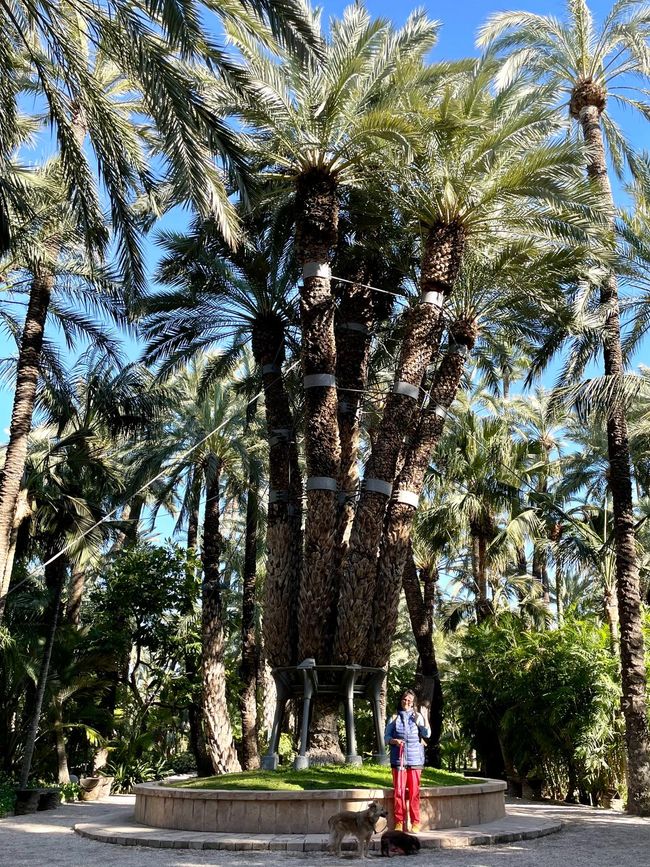 Icke in front of the Sissi palm - once donated by Empress Sissi - and everything is fine again. 