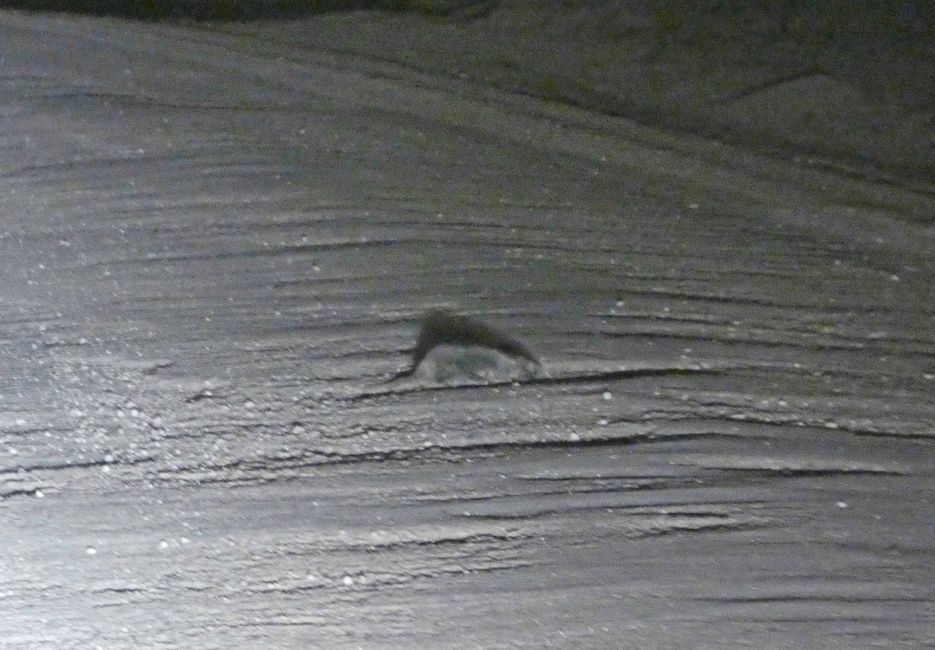 Zwergopossum