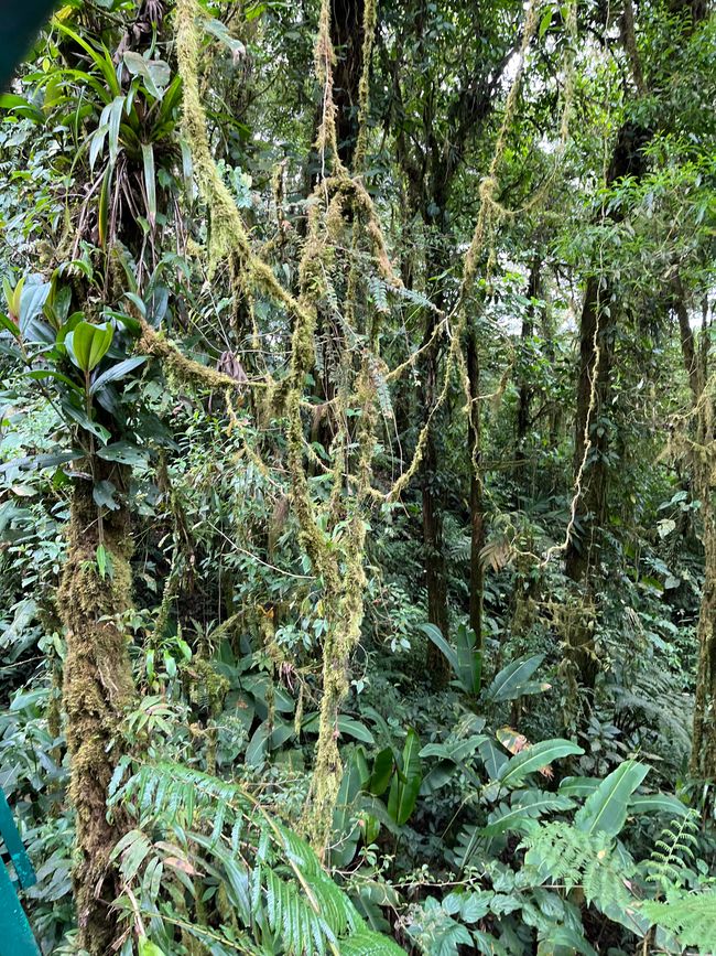 Parco delle orchidee e foresta nebulosa