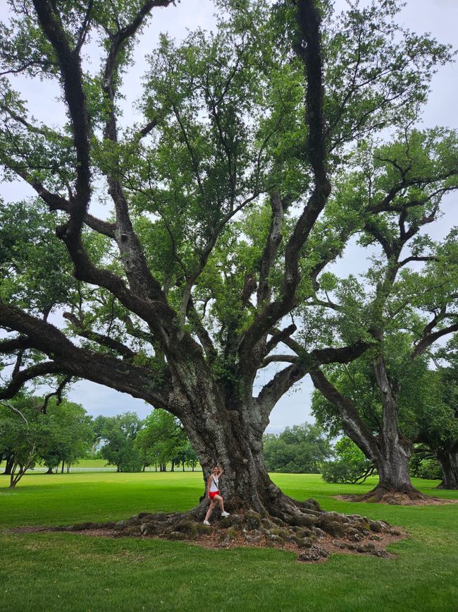 250 year old oaks