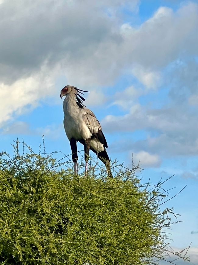 Nairobi zur Sarova Shaba Game Lodge