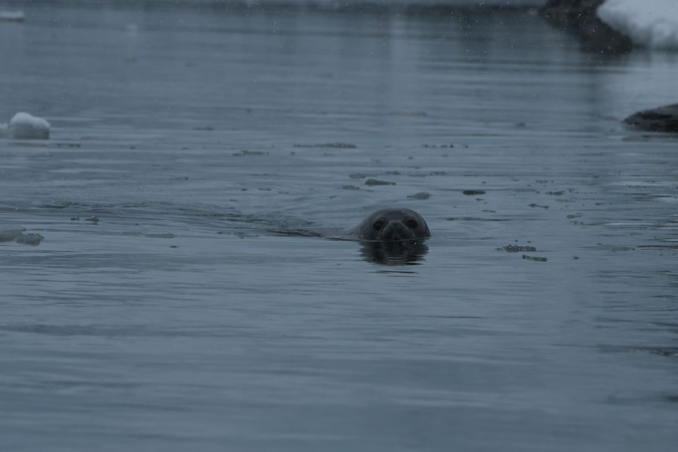 Weddell-Robbe / Weddell seal