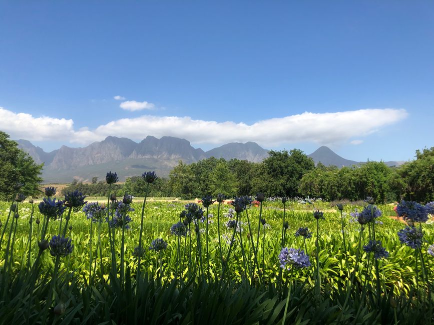 Vergelegen Wine Estate