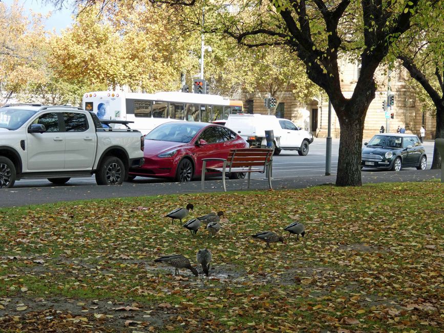 Adelaide, 2. Tag