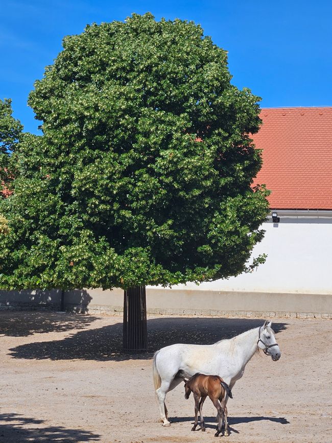 2026 - Juin - Haras Lipizzaner à Lipica