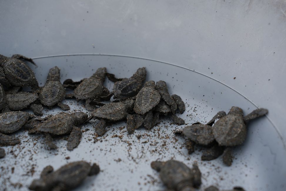 Babyschildkröten kurz bevor sie ins Meer entlassen werden / Liberacion de tortugas