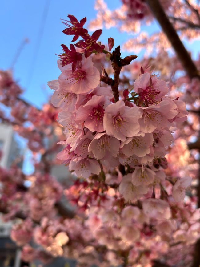 Kirschblüten in Japan - Tag 12-13 